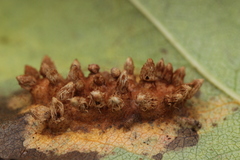 Gymnosporangium sabinae