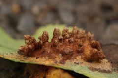 Gymnosporangium sabinae