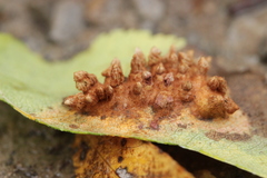 Gymnosporangium sabinae
