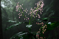 Ardisia filiformis