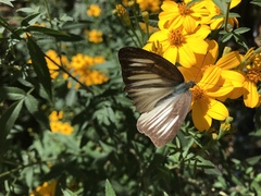 Appias lyncida eleonora