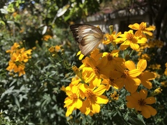 Appias lyncida eleonora