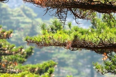 Pinus hwangshanensis