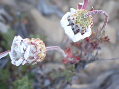 Ursinia pilifera