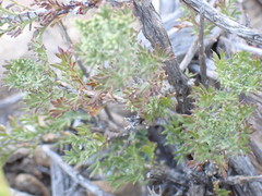 Ursinia pilifera