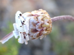 Ursinia pilifera