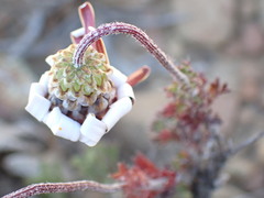 Ursinia pilifera