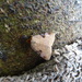 Plecoptera reflexa - Photo (c) Avis Ho, some rights reserved (CC BY-NC), uploaded by Avis Ho