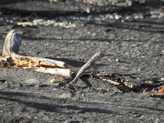 Callisaurus draconoides rhodostictus