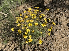 Heliopsis parvifolia
