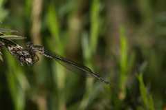 Pseudagrion draconis
