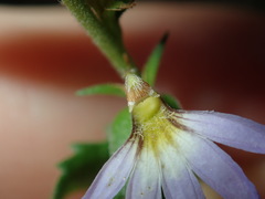 Scaevola albida