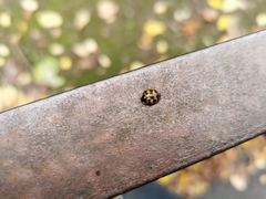 Harmonia axyridis