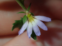 Scaevola albida