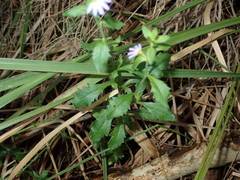 Scaevola albida
