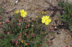 Hibbertia puberula
