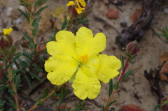 Hibbertia puberula