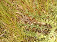 Chalcides chalcides