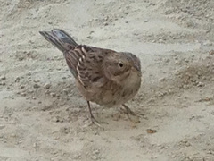Brewer's Sparrow photo 6