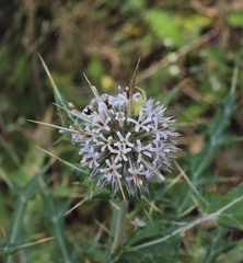 Echinops echinatus
