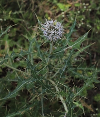 Echinops echinatus