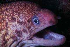 Gymnothorax cribroris