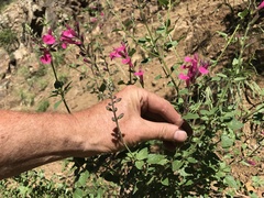 Salvia lemmonii