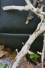Perenniporia bostonensis