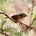 David's Fulvetta - Photo (c) nature_with_krista, some rights reserved (CC BY-NC), uploaded by nature_with_krista