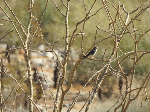 iNaturalist observation photo of American Kestrel