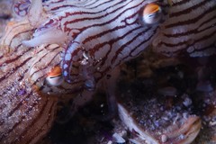 Sepioloidea lineolata