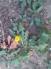 Taraxacum