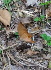 Charaxes bernardus