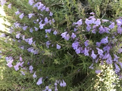 Hedeoma hyssopifolia