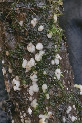 Physisporinus