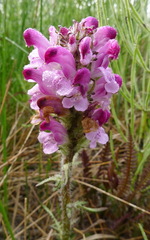Pedicularis sudetica interior