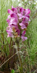 Pedicularis sudetica interior