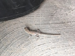 Uta stansburiana elegans