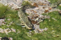 Istiblennius dussumieri