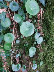 Umbilicus rupestris