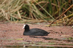 Fulica atra