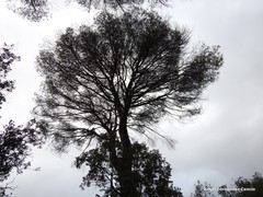 Pinus pinea