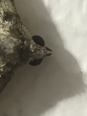 Coenotephria ablutaria