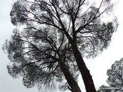 Pinus pinea