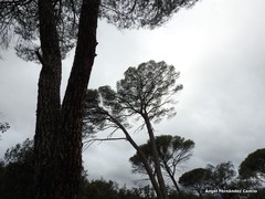 Pinus pinea
