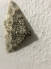 Coenotephria ablutaria