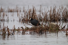 Fulica atra