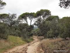 Pinus pinea