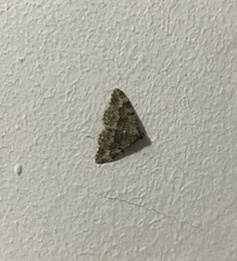 Coenotephria ablutaria