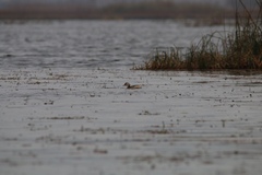 Tachybaptus ruficollis